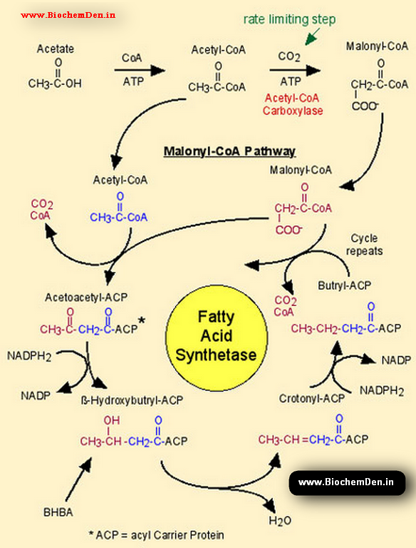 CHAPTER 24: Unit 12. Fatty Acids Synthesis Cycle Redundancy ...